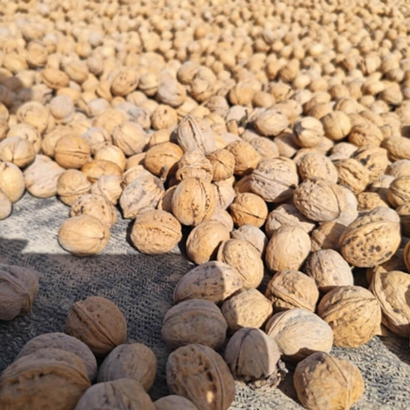 Xinfeng Walnuts